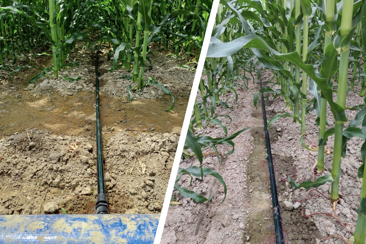 Sviluppo migliore e rese produttive maggiori negli appezzamenti di mais gestiti con metodi irrigui a goccia